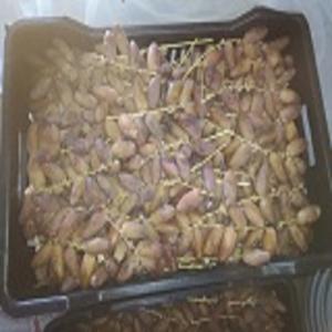  Dattes Deglet Nour - fruits et légumes nous somme  producteurs  de dattes deglet nour tunisien . nous disposant une quantité importante de dattes branche  fresh,  avec une meilleure qualité et prix très raisonnable et négociable.--nouvelle recolte.--conditionnement selon la demande.--nous somme à la rech