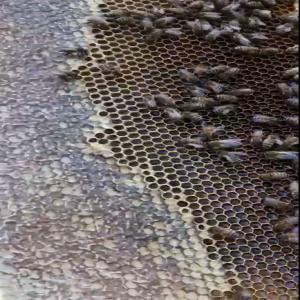  Vente Du Miel Naturel Des Abeilles Caucasiennes - produits sucrés bonjour,  nous proposons du miel des abeilles caucasiennes. le miel est d'origine de la géorgie. nous avons actuellement 6 types de miel- aubépine,  sarrasin,  châtaigne,  tilleul,  acacia et fleures de montagnes caucase. nous fournissons tous les certificats vétérinaire