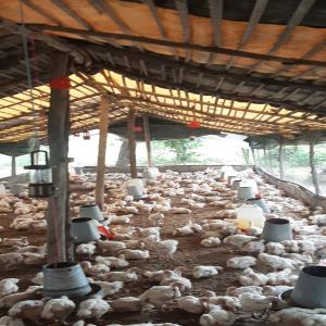  Vente Poulets De Chairs - animaux vivants bonjour &agrave; tous! je suis une nouvelle fermi&egrave;re  (poulet de chair) dans la zone de assam plus pr&eacute;cis&eacute;ment dans le village de vitr&eacute; i . je suis &agrave; la recherche des partenaires d'affaires pour l'&eacute;coulement de mes productions.