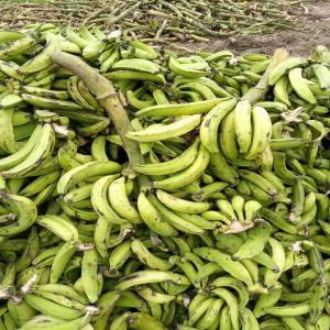  Banane Plantain - autres nous sommes une structure d'import-export,  de distribution et de prestations services en gestion des opérations de transit. nous réalisons l’ensemble de votre opération. notre équipe dispose d'un réseau de professionnel qui vous propose de meilleures solutions pour