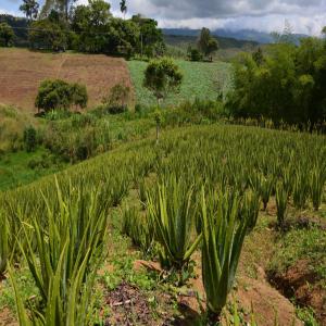  Fournisseur D'aloé Vera - autres bonjour,  nous sommes fournisseurs de gel d'aloe vera en provenance de colombie. excellent rapport qualité / prix. n'hésitez pas à nous contacter (2000€ la tonne de gel pur). 