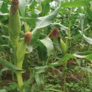  Recherche De Partenaire - féculents bonjour à vous tous je suis un jeune béninois qui réside au bénin et je suis dans le domaine de production des aliments féculents à précisément le maïs , le manioc  et aussi la vente d'acajou .je voudrais avoir des partenaires ( clients) pour qu