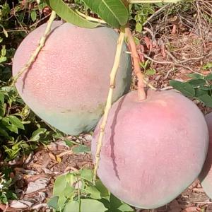  Mangue Kent De Cote D'ivoire Cherche Client - fruits et légumes nous sommes producteurs de  mangue kent en cote d'ivoire. et conditionnons la mangue exportable par avion vers l'europe. nous livrons au fob à l'aéroport d'abidjan. afin de mieux préparer la campagne 2020,  nous recherchons partenaire commercial.