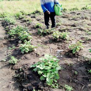  Huile Patchouli,vertiver, Citronelle Sauvage - huiles nous disposons 50 kilos d'huile essentielle de gingembre en stock à vendre