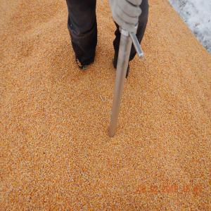  Ukranian Corn - feed origin - ukraine--specs ---moisture max -14, 0%,  --damaged grains max - 5%--broken grains - 5%--foreign matter max - 2%--quantity - 500 mt +/-10% at sellers option--packing - in bulk. in 20ft container only--shipment - october 2019 both dates inclusive at sellers option