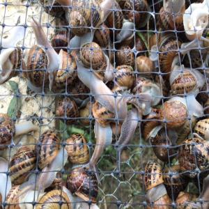  Escargots Helix Aspersa Muller - animaux vivants producteur  d'escargots helix aspersa muller,   élevés en pologne 1re et 2me categorie. --pour plus de details,  n'hesitez pas a nous contacter.