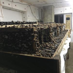  Snails Helix Aspersa Müller,snails Caviar - live animals we are snail farmers from ukraine who are looking for buyers of an eco product. our snails helix aspersa muller will be ready for sale. at the moment we have 50 tons.--snails are washed and dried and packaged before transport--farm-eco ,    com,   ua