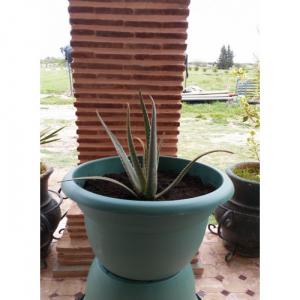  Plantes Aloe Vera - horticulture plante biocarburant je vends plantes aloe vera en pot &acirc;g&eacute;es de 1 a 3 ans issu de l agriculture--&eacute;cologique prix selon age et quantit&eacute;--- domaine-horticulture plante biocarburant