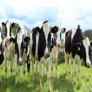  Bovins Vaches Laitières Grossiste Exportateur - animaux vivants nous sommes une soci&eacute;t&eacute; familiale en su&egrave;de grossiste sp&eacute;cialis&eacute; dans l exportation & l'importation des ( bovins ,  bovines ) vivants vers l afrique du nord ,  moyen orient... --svp- pr&eacute;cisez exact en detail; pays quantit&eacute;,  nombre de tete,  kg,  &acirc;ge 