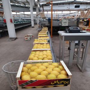  Products Des Fruits Et Légumes - fruits and vegetables fresh fruit and vegetables become available with high quality and competitive price that will admire every one all over the world .--first ,  i want to introduce our company  ( agadir fraiche fruit   ) from morocco  that considered one of the most economical company all over the world and have its na