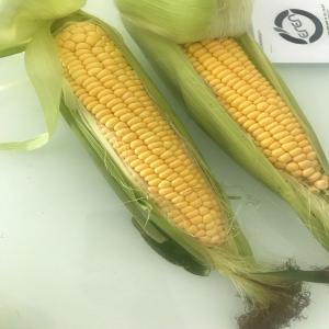  Recheche Épis De Maïs Pour Consommation Humaine - fruits et légumes bonjour, --nous recherchons urgemment un fournisseur capable de livrer en europe un conteneur ou un camion par semaine d'épis de maïs sucrés (sweet corn in cops) conditionnés en vrac,  quelque soit l'origine.--nous étudions toutes les offres sérieuses.