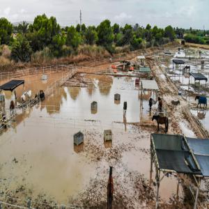  Reguge Pour Cehevaux En Espagne Cherche Fourrage - aliments pour animaux nous sommes un refuge pour chevaux à but non lucratif en espagne,  dans la province d’alicante. notre région a récemment été touchée par de graves tempetes et inondations dévastatrices. nous avons perdu une partie de notre fourrage et les producteurs l
