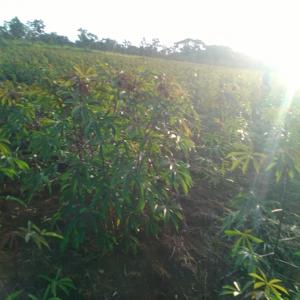  Fruits Et Légumes Du Congo Brazzaville - fruits et légumes recherchons client et/ou partenaire pour la production et la vente des fruits et légumes bio. notre capacité de produire jusqu'à 20 tonnes d'arachide,  d'oignon à la commande pouvant etre complétées par le haricot. --nous pouvons aussi produire bien d'autres 