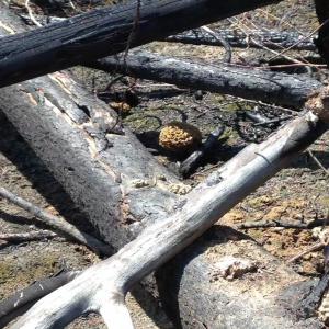  Morille De Feu Du Yukon Canada - champignon levure recherche acheteur interressé par des morilles de feu du yukon ceuillit a la main séché naturellement au soleil. --conditionnement possible. --1kg 550€--10kg 450€. ----plus de quantité sur renseignements. 