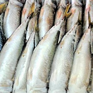  Poissons Congelés, Séchés, Fumés - poissons nous vous proposons du poisson  congelé,  fumé,   séché . nous cherchons des acheteurs dans la sous région pour une collaboration durable.  nous pouvons fournir également de la pintade de chair bio ainsi que des œufs de pintade fécondés par