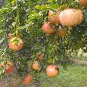  Pomme Et Grenadine - fruits et légumes bonjour &agrave; tous--notre soci&eacute;t&eacute; est heureuse de vous proposer la meilleure production tunisienne de grenades et de pommes &agrave; des prix tr&egrave;s avantageux,  comme nous promettons &agrave; tous la preparation  rapide de leur commande suite les sp&eacute;cifications internati