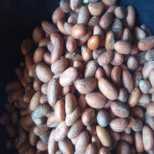  Petit Cola (bitter Kola) - fruits secs et graines grillées veuillez nous contacter pour vos besoin en petit cola (bitter kola). nous en  disposons en de très grande quantité.
