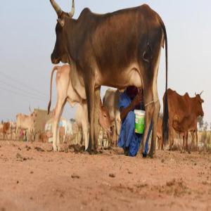  Recherche D'un Partenaire - lait et produits laitiers j'ai un projet de vente des produits laitiers et je suis a la recherche de partenaire pour le financement.issue d'une famille d’éleveur et ayant déjà des vaches qui fournissent de lait dans la région de matam au sénégal.