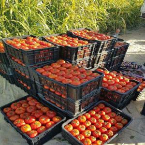  Vente Tomate - fruits et légumes nous sommes une société tunisienne ,  nous exportons des produits alimentaires (huile de olive extra,  pomme de terre ,  oignon, tomate ...) produit d'origine algérien.
