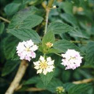  Huile Essentielle Lantana - huiles --huile essentielle lantana  de madagascar 50kg . analyse disponible sur demande . (...) suite--annonceur de madagascar