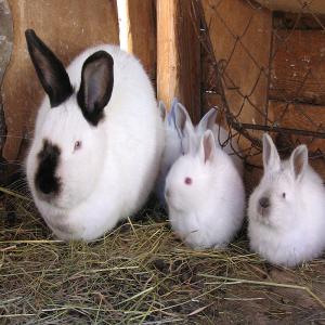  Lapins Race Pure Pour Reproduction. - animaux vivants recherche de lapins race pure néo-zélandais,  californiens,  fauve de bourgogne,  géant des flandres,  géant papillon français,  tous race pure (fiable et certifiée). je réside au bénin. 