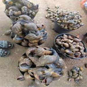  Escargot D'afrique - autres nous vous mettons a votre dispositions des escargots bien fait et emball&eacute;--il a frit--non frit----l escargot g&eacute;ant africain est l une des esp&egrave;ces qui dispose d un grand potentiel zootechnique. de plus il est appr&eacute;ci&eacute; pour la saveur et la qualit&eacute; de sa viande