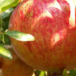  Fruits Français - fruits et légumes je suis une nouvelle revendeuse de fruits et j'aimerais avoir un fournisseur pour me fournis les a tous moments sans rupture la quantité et le prix serais a discuter 