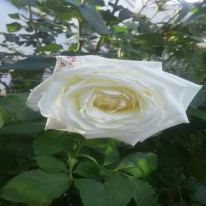  Conseil - conseil et formation je entrain de choisir un projet rentable et parmi les projet que je pense actuellement c'est les frites surgel&eacute;  c'est il y a quelqu'un qui a eu d&eacute;ja une exp&eacute;rience sur ca je lui demande   de m'aider sur tt les d&eacute;lai de projet et surtout les risque de ce projet    je vous