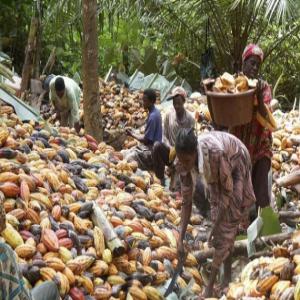  Recherche D'investisseurs Cacao Hevéa Côte D'iv - mine terrain concession je suis à la recherche d'investisseurs sérieux pour la construction d'une usine de conditionnement ou de transformation de fèves de cacao ou encore une usine de traitement d'hevéa dans la commune de meagui dans le sud-ouest de la cote d'ivoire. meagui est la principale zo