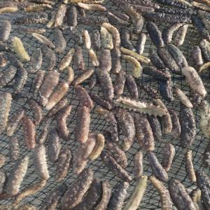  Je Dispose De Tonne De Comcombre Bien Séché - poissons je propose 4 tonnes de comcombre de mer bien trait&eacute; sens calcaire fob mauritanie au prix de 35000f le kg a n&eacute;gocier l&eacute;g&egrave;rement clients pas s&eacute;rieux ne me contact&eacute; pas svp