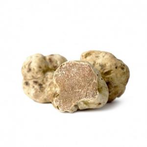  Vend Truffe Blanche - champignon levure vend truffe blanche tuber magnatum exellente qualité, fraiche , envois par dhl. possibilitée de grosses quantités . prix au kilo 1900 euros.  