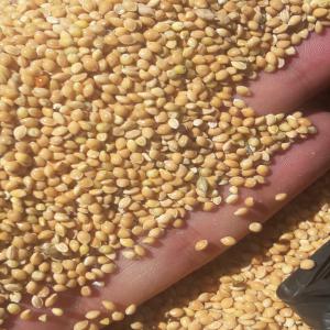  Yellow Millet - feed  yellow millet.is grown in an ecologically clean region. country of origin is ukraine. indicators- purity-98% humidity-up to 12%. packaging on demand.