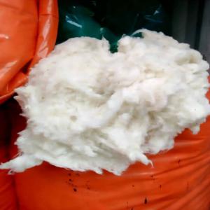 Fibre De Coton Bon Prix - bois charbon fibre bonsoir, --nous avons disponible le coton.----balles saines --bola s --bola.   ----balles d&eacute;grad&eacute;es--bola s et bola ----balles cartonn&eacute;es--bola s et bola  ----balles d&eacute;grad&eacute;es refoul&eacute;--fico --merci de nous contacter directement pour vos requetes.