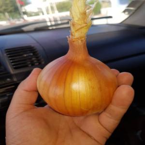  Vente Oignons,pomme De Terre Et Clémentines - fruits et légumes nous sommes des agriculteurs , nous cherchons des clients international pour l'achat des oignons, pommes de terre et clémentines avec des prix raisonables .--contactez-moi pour plus information.