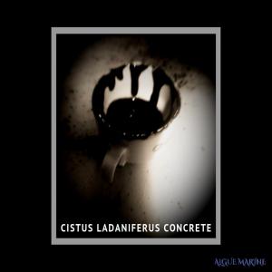  Cistus Ladaniferus Concrète. - matiere vegetale cistus ladaniferus concrète.--nous proposons au tour de 30 kg par année.--origine- portugal--
