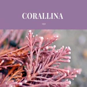  Corallina Spp Algue Rouge - matiere vegetale elle est  utilis&eacute;e pour ses propri&eacute;t&eacute;s anticoagulantes,  hypocholest&eacute;rol&eacute;miantes et hypoglyc&eacute;miantes et  comme biomat&eacute;riau pour la chirurgie osseuse (hydroxylapatite).