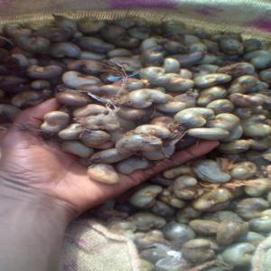  Vente De Stock De Noix De Cajoux Et De Sodja - céréales bonjour mr / mme--nous mettons a votre disposition des stock de noix de acajoux brute et decortiqué ,  et de grand stock de sodja pour la saison qui vient de commencer au benin actuellement.