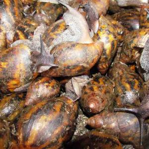  Escagots Comestibles De Deux Variétés - coquillage crustacé nous sommes à la recherche de fournisseurs acheteurs d'escagots africains (cote d'ivoire) ...notre stock peut vous fournir une quantité importante selon votre demande.
