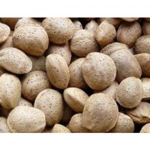  Sale Of Almonds With Shell - fruits secs et graines grillées almond in shell variety marcona 1st quality exceptional flavor maximum production 3965kilos,   producer 