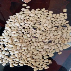  Recherche Un Acheteur De 10 Tonnes De Niébé - céréales bonjour j'ai ma production de niébé (haricot) melange de komcalé et variété locale. --j ai 10 tonne actuellement disponible donc je recherche un potentiel acheteur. 