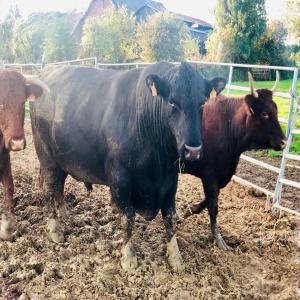  Viande Bovine Française Aubrac, Charolais, Angus - viandes et oeufs nous proposons de la viande bovine française et bio pour des races de prestige tels que black angus,  aubrac,  salers,  charolais,  limousine ...la viande est découpé et mise sous vide..                     halal possible.--possibilité de transport vers toute zone dans le mon