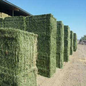  Alfalfa Hay - feed animal feed alfalfa hay orgin turkey --the 2020 agreements have now started.--if you want to buy--we can sell you small and large bales.