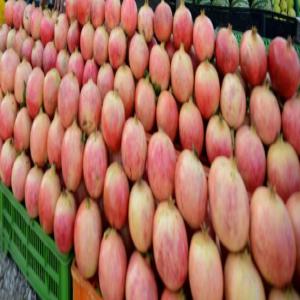  Grenadine Bio (de Gabes) - fruits et légumes nous vous offrant une de meilleurs qualité et gout de grenadine de la tunisie region de gabes,  avec des prix excellent en fob ou en cif.--intéressé veuillez nous contacter rapidement.