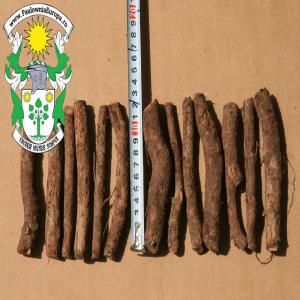  Roots Paulownia Z07 And Paulownia Elongata Giant -  advertising new products roots paulownia z07 and paulownia elongata giant--available 300000 pieces.--minimum order 20, 000 pieces.--to make a reservation,  contact us for price offer please contact paulownia europe