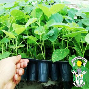  Paulownia Europa- Supplies - horticulture plant biofuel paulownia europa- supplies !--we deliver all over the world !!--we have variety of plants and species--tell us what you want and we will try to help you--paulownia seedlings vitro--we offer phytosanitary certificates ,  certified origin--to make a reservation,  contact us paulownia europa