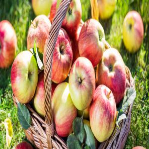  Pommes De La Tunisie - fruits et légumes la région de kasserine occupe le premier rang national de la production de pommes en tunisie. ces pommes sont cultivées sur une superficie de 8 000 hectares et ont 3 millions de pieds de pommiers.--la région a une capacité de stockage importante allant jusqu'à 40 0