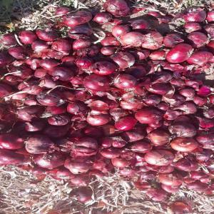  Dark Red Double Skin 35-45mm Onion - vegetable matter 30mt full container load dark red double skin 35-45mm onion packed in 25 kgs mesh bags----terms- cif colombo sri lanka