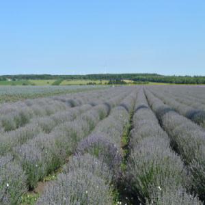  Lavender Oil (lavandula Augustifolia) - huiles nous sommes un producteur bulgare d'huile de lavande depuis 2010. nos champs de lavande sont plac&eacute;s en bulgarie orientale et couvrent une superficie de 110 hectares avec un rendement annuel de 7 &agrave; 8 tonnes.--nous avons atteint l'enregistrement et toutes les livraisons sont accompagn&ea