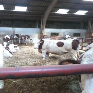  Importation Des Vaches Laitiéres Au Maroc - animaux vivants bonjour, --nous avons un arrivage des génisses pleines de race montbeliarde et holstein race pure de france de trés bonne qualité.--apartir de novembre 2019--agées entre 22-27mois, pleines entre 7-8mois.--notre etable se trouve a la région de doukala maroc.--merci de