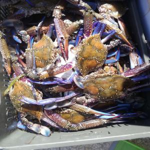  Crabe Meilleur Qualité - poissons nous sommes une soci&eacute;t&eacute; tunisienne de commerce international on offrant crabe de mer de haute qualit&eacute; avec des prix raisonnables--